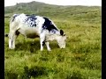 mucca mucca