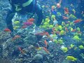The Georgia Aquarium\