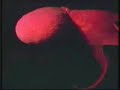 Allah\ Allah\