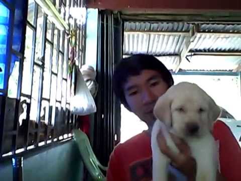 labradoor