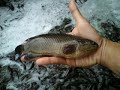 Ternakan ikan puyu..