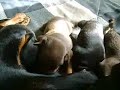 a day in the life of a miniature pinscher puppy...