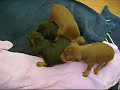 Miniature Pinscher video
