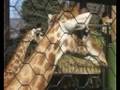 Animali a volontà