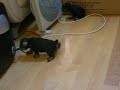 My Doggies