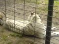 tigre blan pepel tigre blan pepel