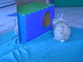 Mon lapin nain regarde miroir, mdr
