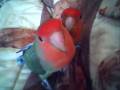 AGAPORNIS