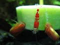 Shrimps auf Gurke oder Garnelen-Flamenco Shrimps auf Gurke oder Garnelen-Flamenco