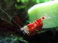 Shrimps auf Gurke oder Garnelen-Flamenco