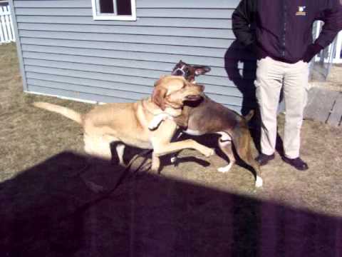 how to properly socialize a dog