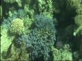 Hurghada Red Sea