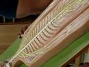 BIO 140_Nerves