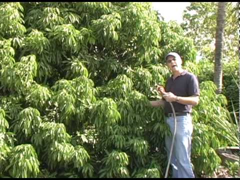 how to fertilize lychee tree
