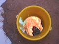 GWYNETH LEECH Video Installation: Seaside Bucket