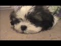 Search Video