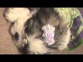 CHRISTMAS SHIH-TZU puppies for sale