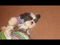 Search Video