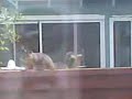 Retarded Squirel?