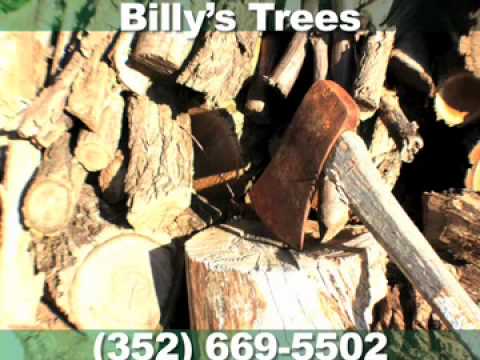 how to fertilize sycamore tree