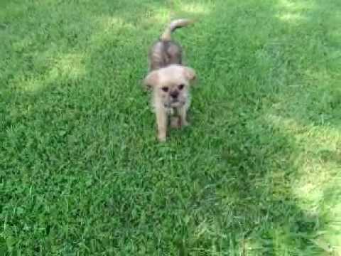 Duchess Sweet Shiffon girl is ready to be your new family member..She is the best!!