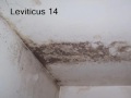 videos de Leviticus 14 (with text - press on more info. of video on the side)