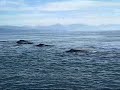 Alaska Humpback Whales