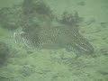 2005 PNG Cuddlefish