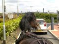 mcdonalds drive through on horse but then was kicked out.(+kfc served us )