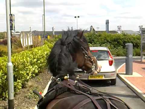 how to drive a horse