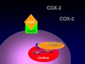 The Role of Inflammation in Neurodegenerative Disorders and Current Concepts in Neurodegeneration Part 2 of 15