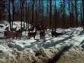 Doh... a deer