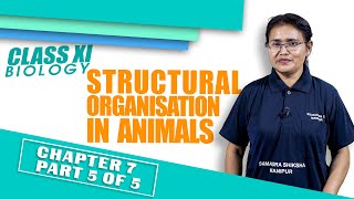 Chapter 7 part 5 of 5 - Structural Organisation in Animal