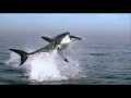Orca vs Great White Shark