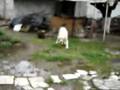 Jumbuck 9 days old drinking milk by TSAM!