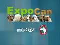 EXPO CAN TODO UN EXITO... AKITAS AMERICANOS