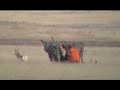Cow Decoy for Antelope