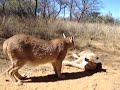 Caracals Talking