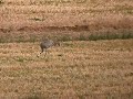 Common Crane