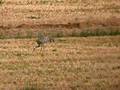 Common Crane