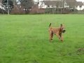 Irish terrier looking for his owner