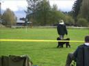 Portuguese waterdog Nemi Obedience!