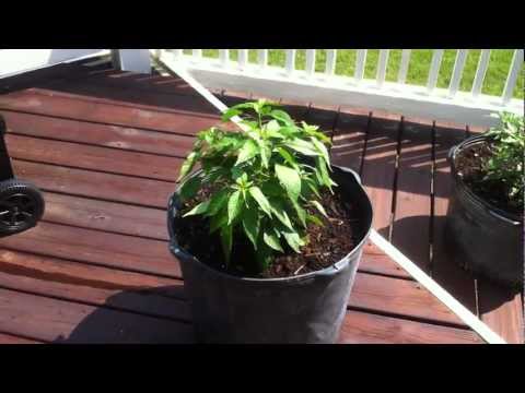 how to fertilize ghost peppers