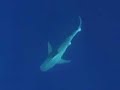 Galapagos Shark