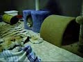 Fennec Fox Chronicles #6