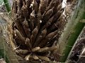 Bees collecting oil palm pollen Bees collecting oil palm pollen