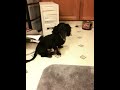 My Dog Pluto