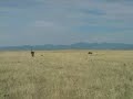Buffalo Hunt