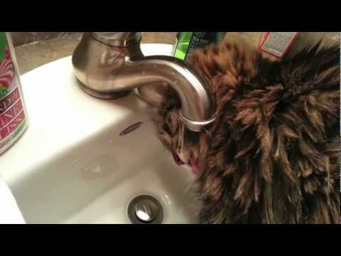 My Cat Has a Drinking Problem…