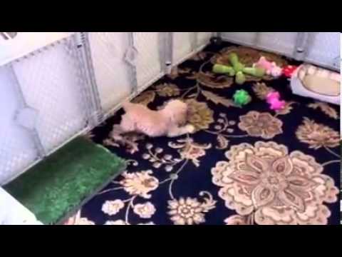 Cavalier King Charles Spaniel Bichon Frise